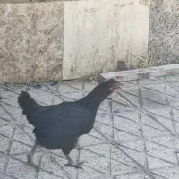مرغ گلین لری