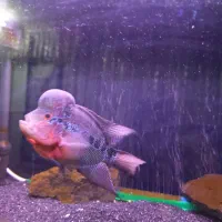 ماهی فلاور خاص و تک|ماهی|قم, شاه ابراهیم|دیوار