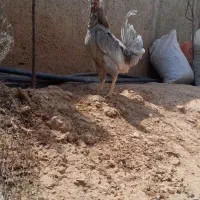 مرغ و خروس گلین
