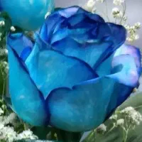 گیاه درمانی