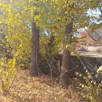 فروش درخت ( قره قاچ)