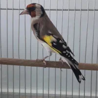 سهره نر تازه تخت