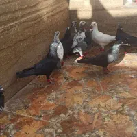 تعدادی کفتر بیرونی رنگی بشرط|پرنده|شیراز, ریاستی|دیوار