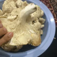 قارچ(آگله)|خوردنی و آشامیدنی|آمل, |دیوار