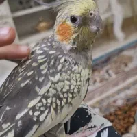 یدونه عروس هلندی تو محدوده تختی ، زرافشان گم شده