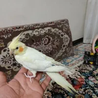 جوجه عروس هلندی