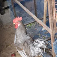 خروس خودمونی خروس لهستانی مرغ