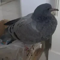 کفترچاهی جوجه