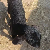 بزغاله بره هردو نر