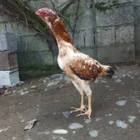 مرغ لاری ۲ عدد خروس مشکی|حیوانات مزرعه|رشت, لاکان|دیوار