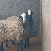 دامداری بزرگ سلحشور|حیوانات مزرعه|کرمان, |دیوار