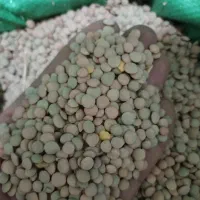 فروش عدس|عمده‌فروشی|بانه, |دیوار