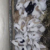 خرگوش تک و تعداد