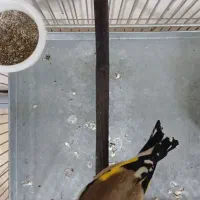 سهره دورگ داغسر رنگ کرم