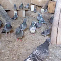 کبوتر پلاکی اهواز|پرنده|میاندوآب, |دیوار