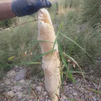عسل کوهی اصل