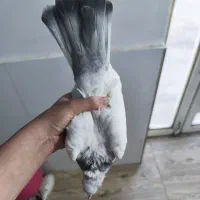 کبوتر بهبهانی