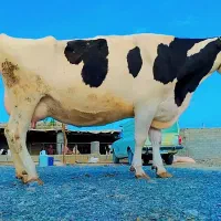 گاو|حیوانات مزرعه|سراوان, |دیوار