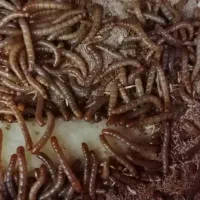 میلورم ارگانیک
