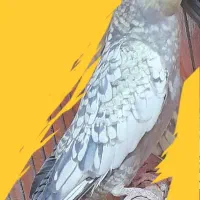 عروس هلندی سخنگو|پرنده|سنقر, |دیوار