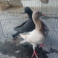 کبوتر