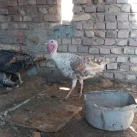 بوقلمون نر و ماده|حیوانات مزرعه|کرباسک, |دیوار