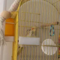 عروس هلندی گل باقالی|پرنده|تهران, نگین غرب|دیوار