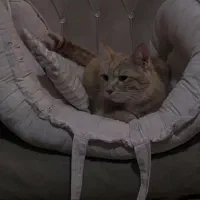 واگذاری|گربه|ورامین, خیر آباد|دیوار