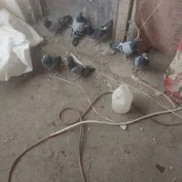 ۷عدد کبوتر مسافتی پلاکی|پرنده|مرند, |دیوار