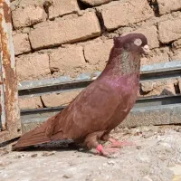 کبوتر صرب نر