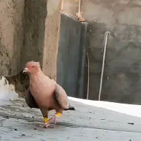 ارشینگل نر فروشی|پرنده|بردسکن, |دیوار