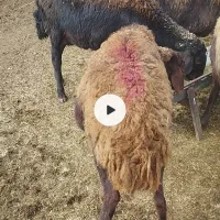 میش بره ماده بز قوچ