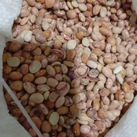 لوبیا چیتی شکسته60 درصدسالم