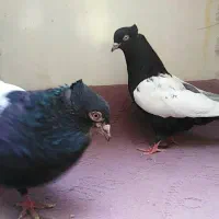 کبوتر رنگی سینه سیاه زرد سرخ قهوه ی سرور آبی سوسنی|پرنده|اصفهان, لاله|دیوار