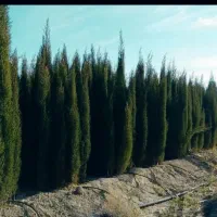 فروش عمده سرو ناز اصلاح ژنتیک تولیدکننده مستقیم