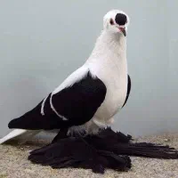 پرنده|پرنده|شیراز, پانصد دستگاه ارتش|دیوار