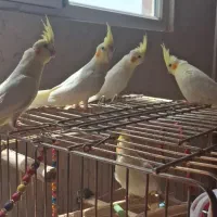 عروس هلندی|پرنده|اصفهان, کوی راه حق|دیوار