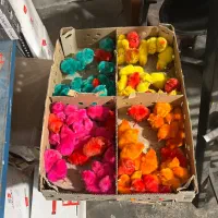 پخش جوجه رنگی ، رسمی ، ادرک