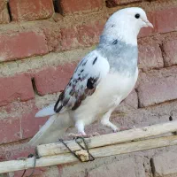 کبوتر ماده معاوضه با نر