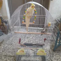 ۲ عدد عروس هلندی سخنگو