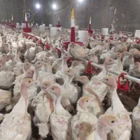 جوجه بوقلمون بیوتی