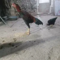 خروس لاری ۷ماه