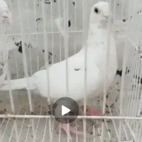 نروماده سار شکلاتی