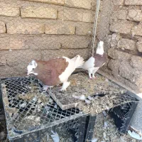 طوق سرخ خال سیاه