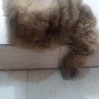 کلاه روس|لباس|تهران, شهید رجایی|دیوار