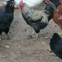 فروش خروس محلی اصیل|حیوانات مزرعه|بابکان, |دیوار