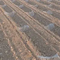 کارگر گوشه بندی یا بست زنی کشاورزی