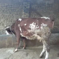 گاو سیمینتال همراه گوساله