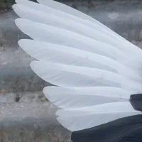 جوجه پلنگ|پرنده|رفسنجان, |دیوار