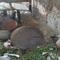 مرغ شاخدار